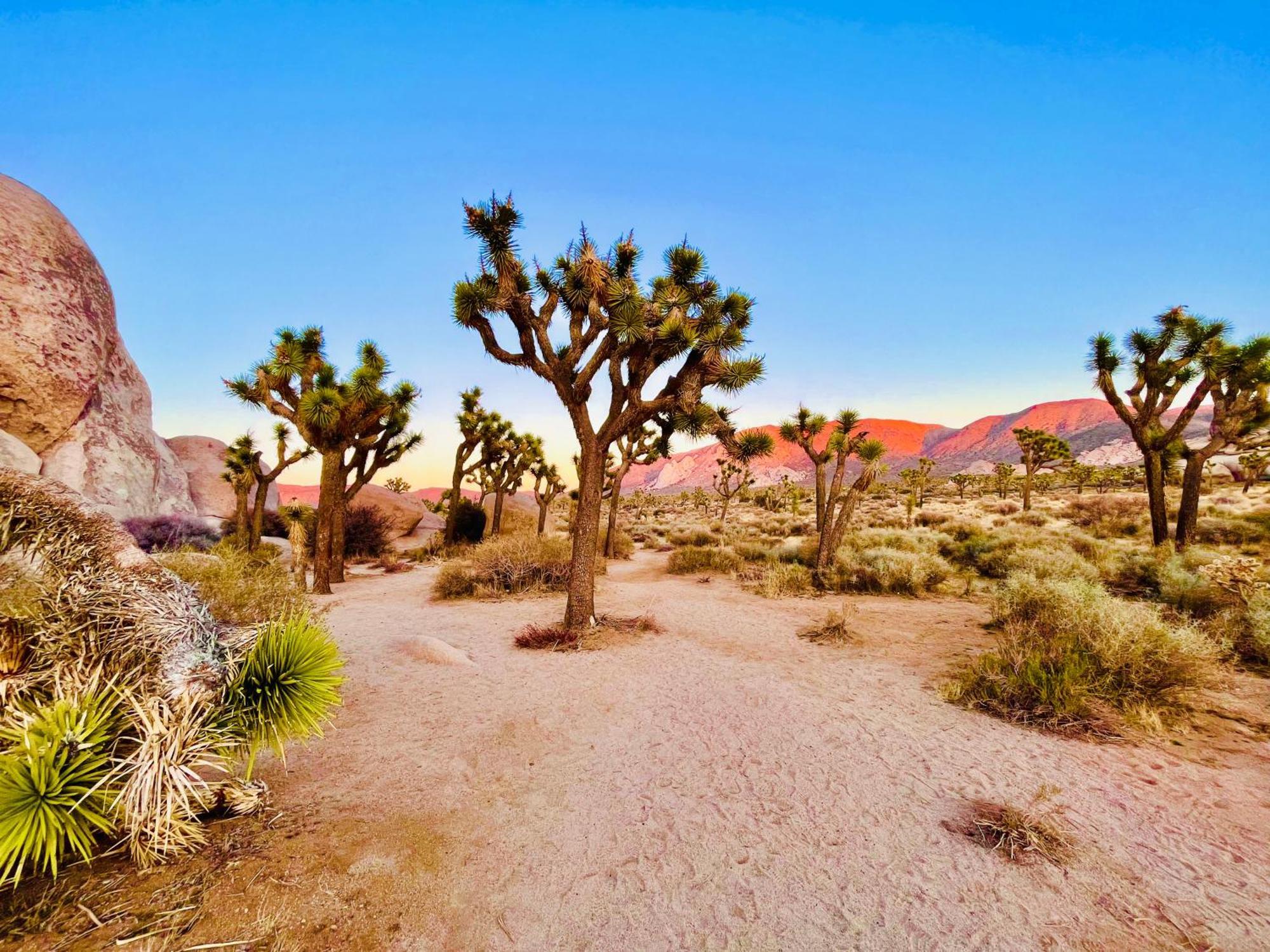 The Joshua Tree House Villa Kültér fotó