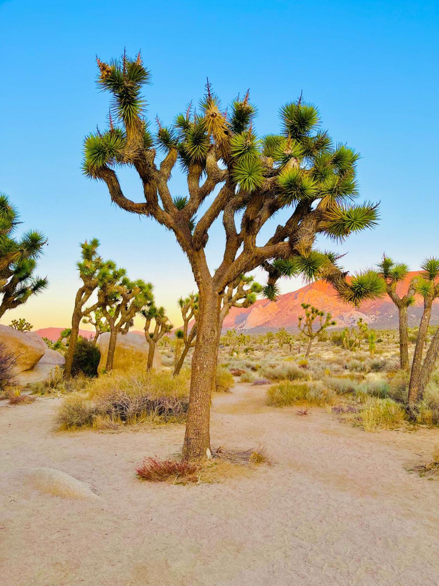 The Joshua Tree House Villa Kültér fotó