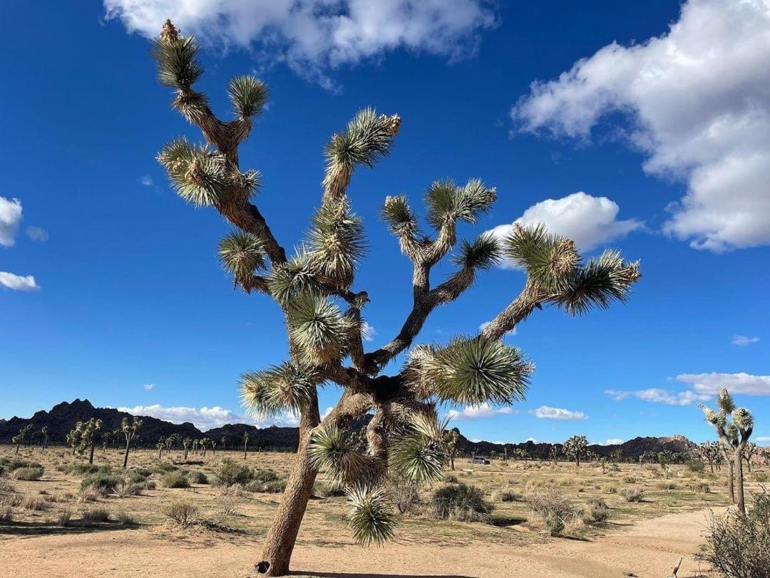 The Joshua Tree House Villa Kültér fotó